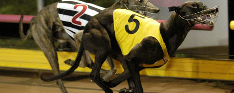 Bombastic Shiraz Heads March 2009 Sires Rankings