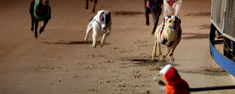 Runaway Promises Runs Away With 2009 Canberra Cup