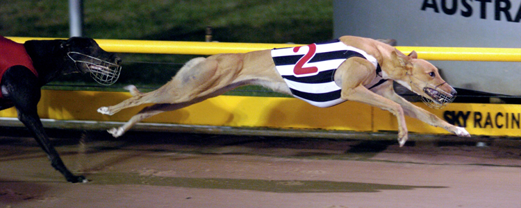 Cindeen Shelby Wins Third Group 1 In Four Weeks