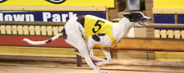 Cyclone Ned Storms In To Melbourne Cup Contention