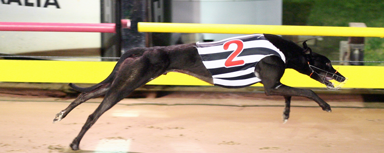 Dyna Lachlan September Greyhound Of The Month