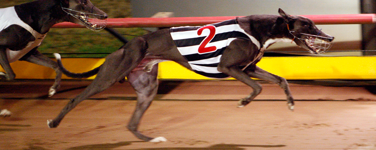El Galo Heads Great Bob Payne Winter Stake Heats