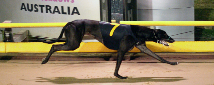 Ennis Family Quinella 2010 Silver Chief Final