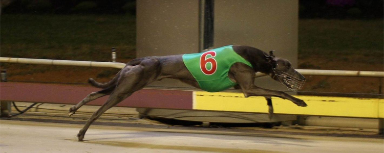 Gardam Prince Far Too Good In 2009 Shepparton Cup
