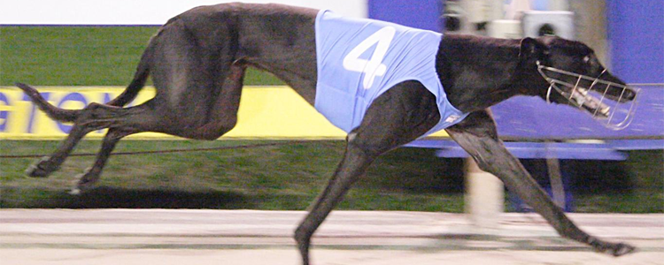 High Earner Named AGRA June Greyhound Of The Month