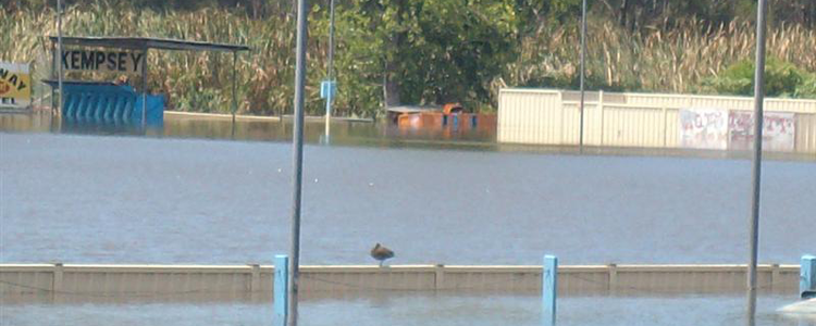 Kempsey Greyhounds Back Racing After Floods