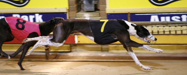 Can Kendale Bale Do It Again In The Horsham Cup?