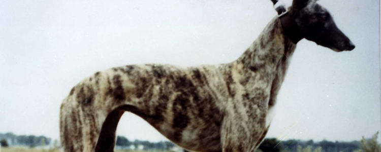 Champion Stayer Lizrene Added To Hall Of Fame
