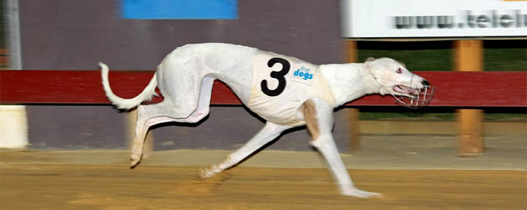 Miss Elly Mint Breaks Gardens Track Record……..Again