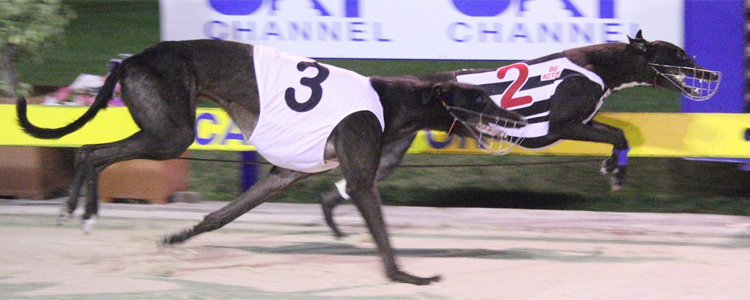 Miss Slick Is AGRA March Greyhound Of The Month