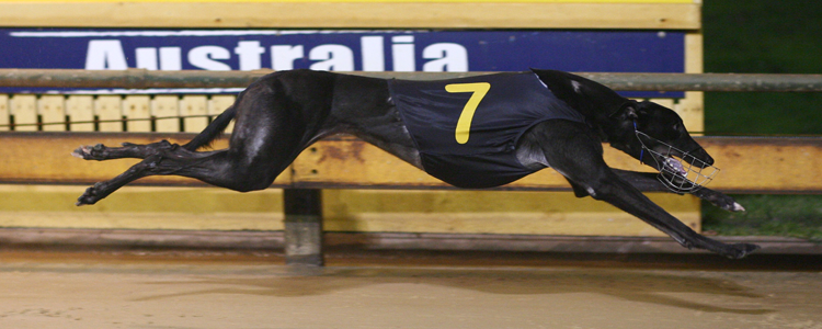 Injured Nova Surf Loses Group 1 Laurels Final