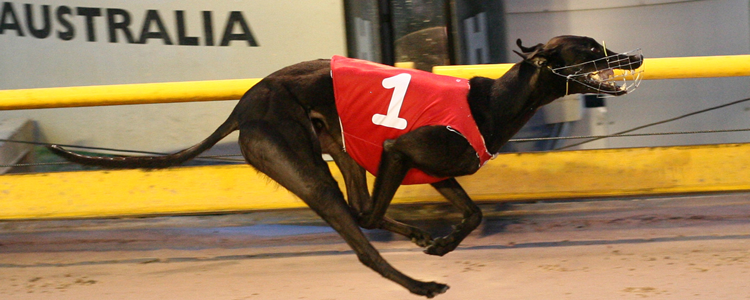 Prankster Named AGRA December 2009 Greyhound Of The Month