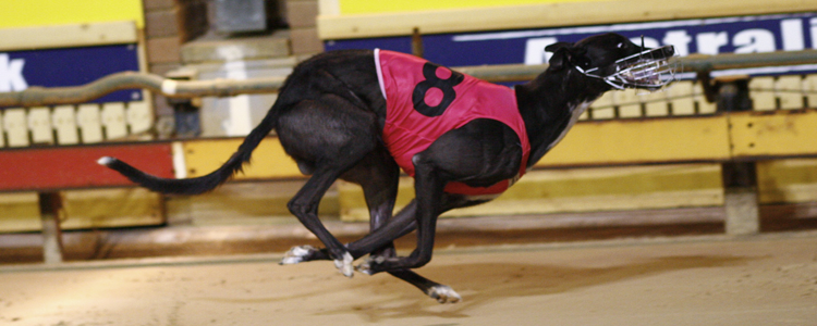 Shepparton Cup Kicks Off Monday Night