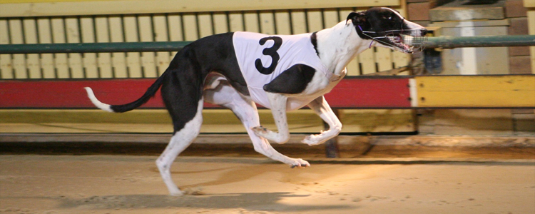 Taipan Bale Looks A Moral To Win Back To Back Healesville Cups