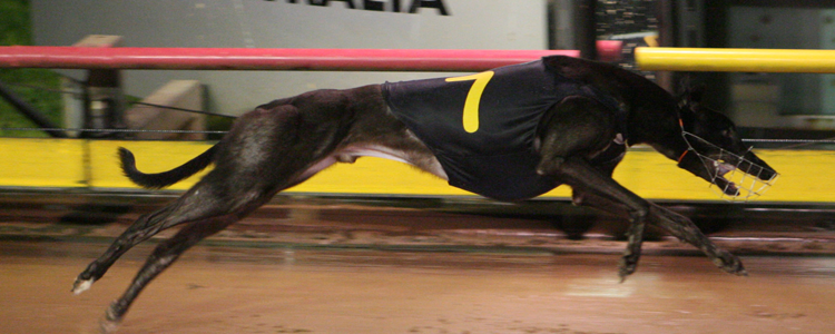 Iron Dog Trew Millions Finally Bags A Worthy Group One