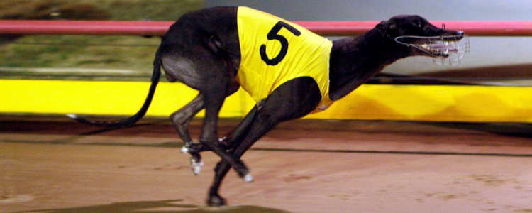 Velocette Named AGRA February Greyhound Of The Month