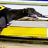 Arvo’s Florence Dominates The 2010 Cranbourne Cup