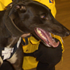 Rellim Rosie Headlines Star Studded Western District Sprint Heats