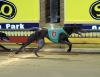2008 Melbourne Cup Heat 8 Winner - Amity Bale ran 30.03
