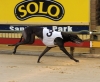 2008 Melbourne Cup Heat 1 Winner - Velocette ran 29.70
