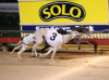 Fallen Zorro Wins The 2008 Group 2 Sir John Dillon Memorial In A 3 Way Photo