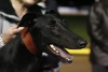 2008 Maturity Classic Winner Paddy's Flame