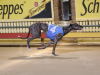 Chinatown Lad Winning Heat 1 Of The Sandown Cup In 42.17