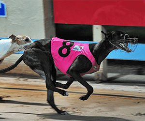 Ritza Hattie betting