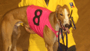 Feat_dogs1