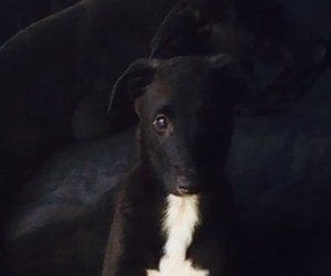 Lochinvar Marlow x Fascinate Marina puppy
