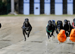 dogsracing
