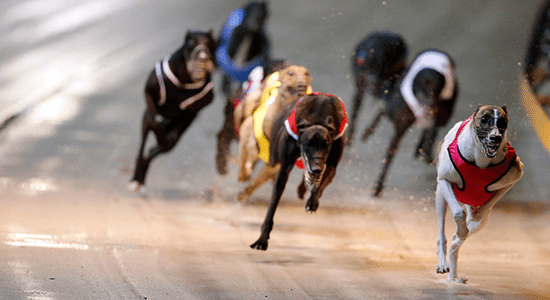 Traralgon Cup betting tips and best bookie odds for 2016 running - Australian Racing Greyhound.com
