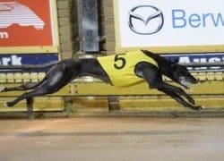 Greyhound_Fabregas-_3
