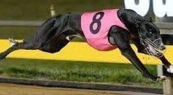 Greyhound_Keybow