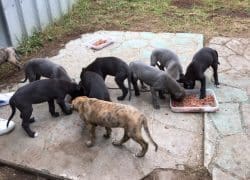 Harbourne Pups