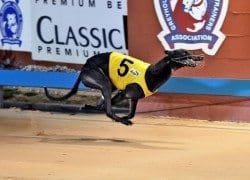 Marbo's Magic winning Maitland Gold Cup