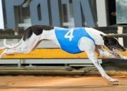 Banjo boys greyhound