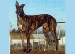 Greyhound_EJs_Douglas - Copy