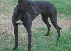 Athos the sire