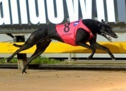Greyhound Dyna Vila