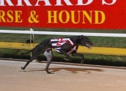Zambora Brockie