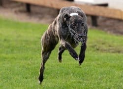 coursing
