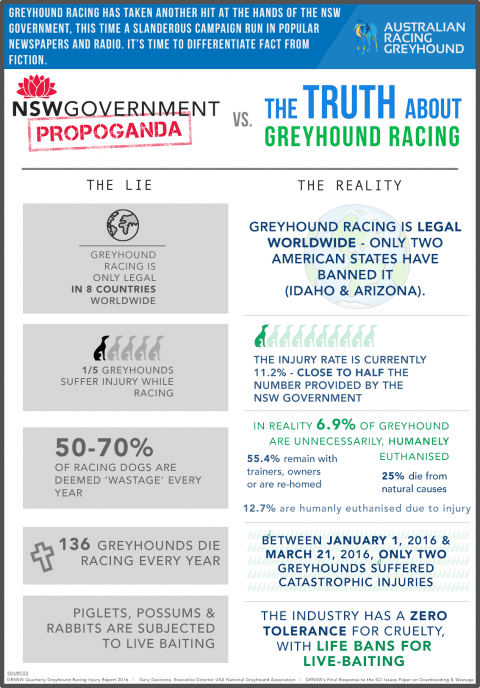 Greyhound infographic
