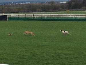 Mr Blonde beating Cracking Jet in the third round of the 2014 Irish Coursing Cup