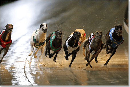 Group 3 greyhound racing