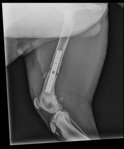 X ray of Ace's leg
