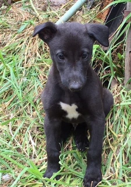 Harbourne pup