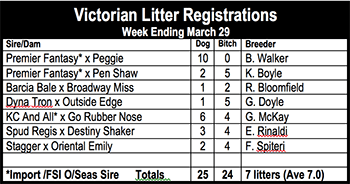 Victorian litter registrations