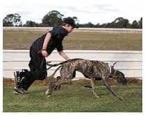 Michael Webb coursing