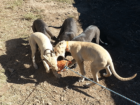 Litter of greyhounds